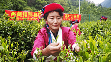 喜马拉雅山脚下的茶香——勒布茶叶的传奇