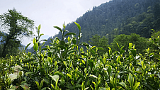 喜马拉雅山脚下的茶香——勒布茶叶的传奇