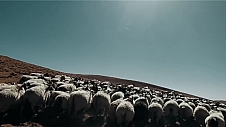 顺丰助力青海绿色有机农畜产品输出 西宁至鄂州牛羊肉全货运航线开通